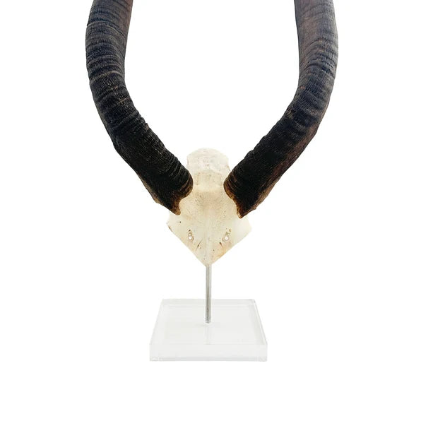 Nyala Horn on Lucite