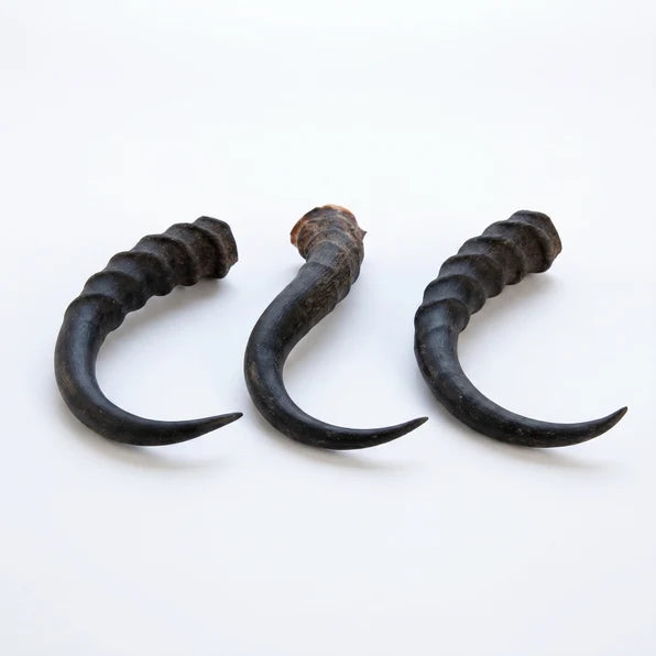 Loose African Springbok Horn, Natural