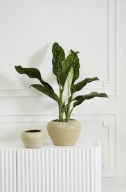Speckled Pot