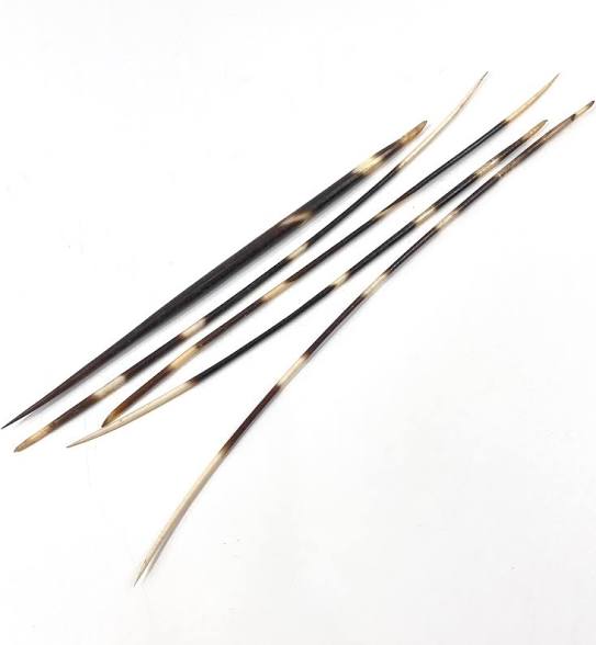 Porcupine Quill