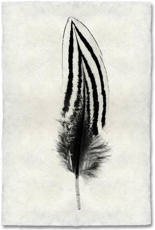 Feather Study #2, Silver Pheasant