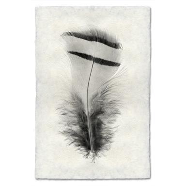 Feather Study #15, Chuckar Partridge