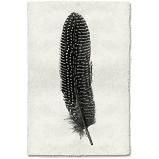 Feather Study #5, Pheasant